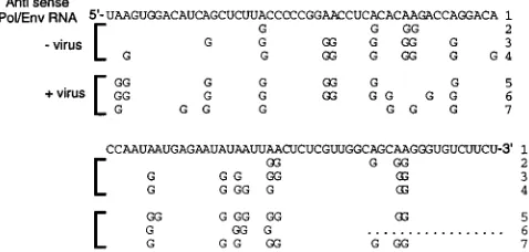 FIG. 4. Sequence of the pol/envin Fig. 3A). Lines 2 to 4 indicate the nucleotide changes (Aof replication-competent virus; lines 5 to 7 indicate Apresence of helper virus