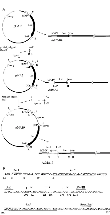 FIG. 3. Construction of regulated reporter plasmids and viruses. (A) pCA18contains the Luc cDNA under control of the HCMV immediate-early promoter.