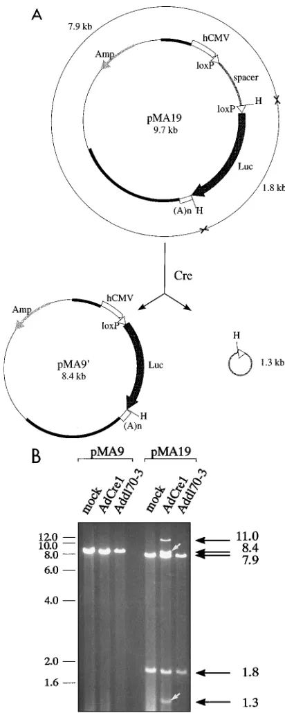 FIG. 4. In vitro recombination assay with pMA9 and pMA19. (A) The ex-pected products after incubation of pMA19 with Cre protein are shown