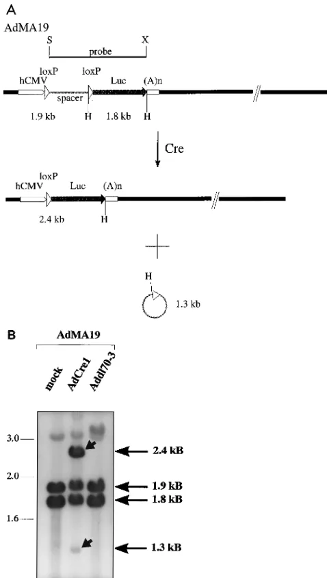 FIG. 5. Detection of Cre-speciﬁc recombination of AdMA19 in vivo. (A) Theexpected recombination products derived from AdMA19 upon coinfection with