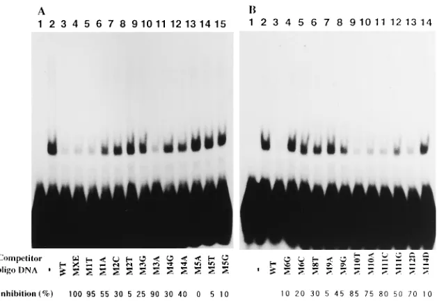 FIG. 1. Competitive EMSA with mutated DNA duplexes. GST-OBPmore unlabeled competitor DNA (Table 1) and then monitored for electrophoretic mobility shift