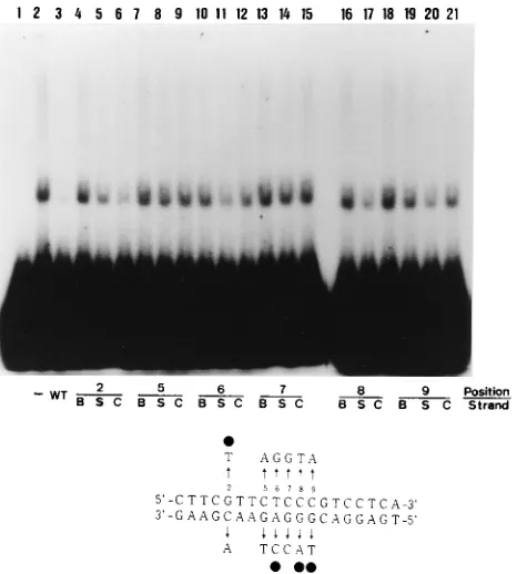 FIG. 4. Plasmids for expression of truncated OBPprocedures for construction of these plasmids are described in Materials and Methods.H6B in in vitro translation and as GST-OBPH6B fusion proteins, and summary of results from Fig