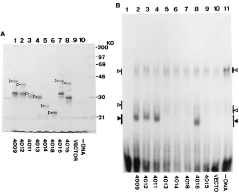 FIG. 8. EMSA with in vitro lysates containing truncated OBPvitro expression of truncated OBPtures without added DNA (lane 10) or with plasmid DNA (lanes 1 to 9) wereincubated in the presence of [Labeled protein was separated by SDS–12% PAGE and detected by