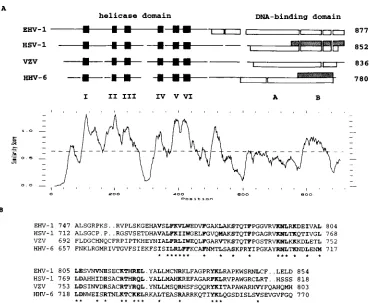 FIG. 10. DNA-binding domain of GST-OBPH1. GST-OBPH6B fusion pro-teins expressed from pH6Z-4061 (lane 1), -4069 (lane 2), and -4070 (lane 3),