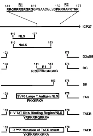 FIG. 1. Schematic representation of the amino-terminal half of the ICP27polypeptide showing the locations of the deletion mutations and the amino acid