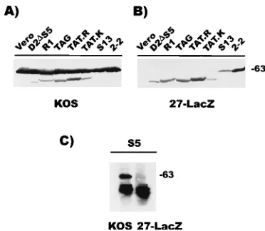 FIG. 2. Western blot analysis to detect expression of full-length mutantICP27 proteins from stably transformed cell lines
