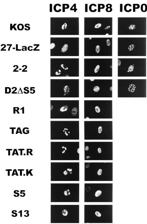 FIG. 7. Immunoﬂuorescence analysis of the cellular location of ICP4, ICP0,and ICP8 during infection in the presence of ICP27 nuclear localization mutants.