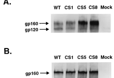 FIG. 4. Biotinylation of cell surface glycoproteins. For analysis and quanti-tation of surface-expressed HIV-1 glycoproteins, COS-1 cells were transfected
