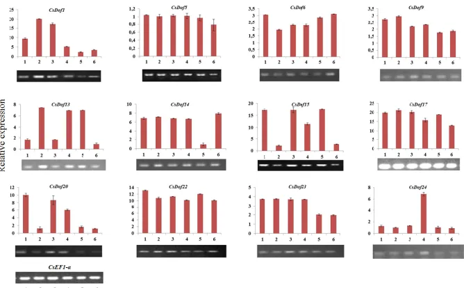 Figure 6.  Expression profiles of 12 CsDofs genes at 15 (1), 30 (2), 45 (3), 60 (4), 75 (5) and 90 (6) days after flowering (DAF) in Citrus sinensis cv 'Pêra' fruits determined by semi-quantitative RT–PCR and normalized to that of CsEF1- α