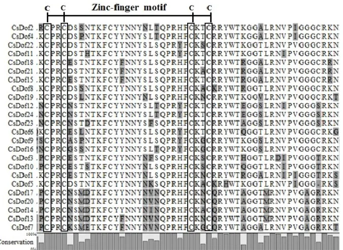 Figure 1.  Multiple alignment of Dof domain of all CsDof proteins. Domains were aligned using CLC Main Workbench 8.0 program