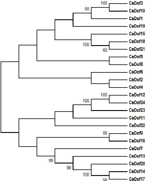 Figure 4.  Phylogenetic tree constructed from the complete alignment of all amino acid residues of the predicted 24 CsDof proteins in C