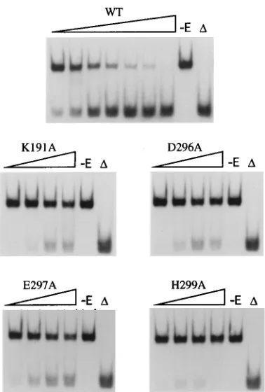 FIG. 8. RNA unwinding by wild-type and mutant His-NPH-II proteins. He-licase assay mixtures contained 25 fmol of standard dsRNA substrate and in-