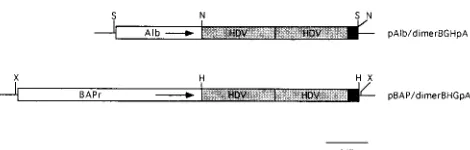FIG. 1. Schematic diagram of HDV transgene constructs. Albumin (Alb) and-actin (BAPr) promoters are indicated by open boxes, HDV genome sequences