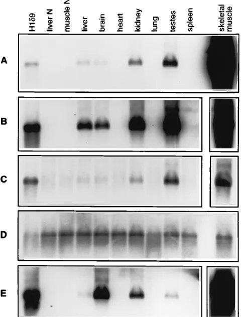 FIG. 3. Northern blot analysis of RNAs from various tissues of pAlb/dimerBGHpA transgenic mice
