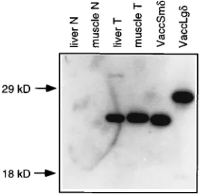 FIG. 4. Northern blot analysis of RNA from pBAP/dimerBGHpA transgenicmice. The method of detection was the same as used for Fig