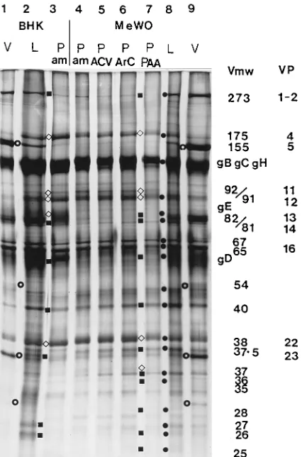 FIG. 3. Polypeptide proﬁles of BHK- and MeWO cell-produced HSV-1 viri-ons, L-particles, and PREPs on a silver-stained SDS–9% PAGE gel