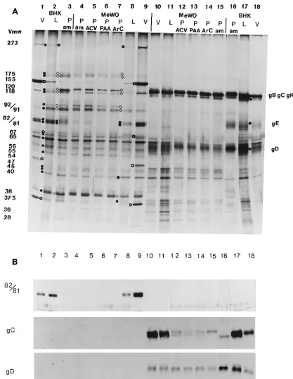 FIG. 4. Polypeptide proﬁles (A) and immunoblot analysis (B) of the tegument and envelope fractions of HSV-1 virions, L-particles, and PREPs