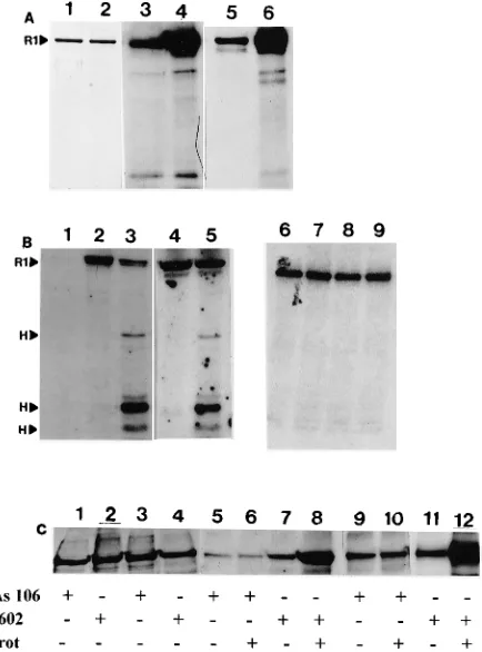 FIG. 1. (A) Coomassie blue-stained SDS-polyacrylamide gel showing puri-ﬁed 1R1 (lane 1) and 2R1 (lane 2)