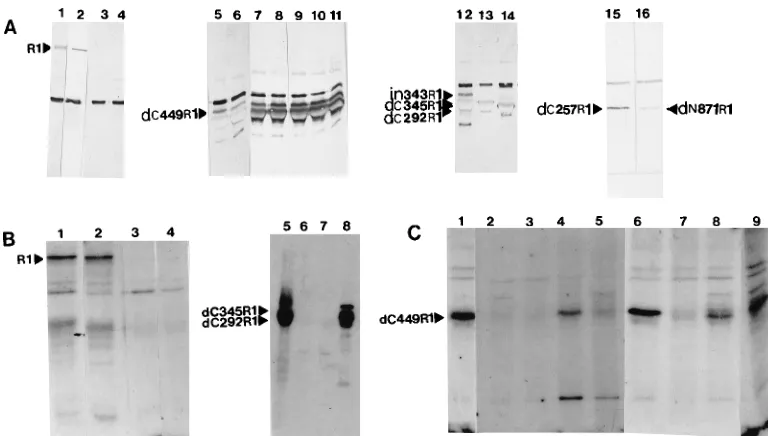 FIG. 4. Western blots, probed with antiserum F1, showing limiting dilutionanalysis of polypeptides 1R1 (A), dC345R1 (B), dC257R1 (C) and in292R1 (D).