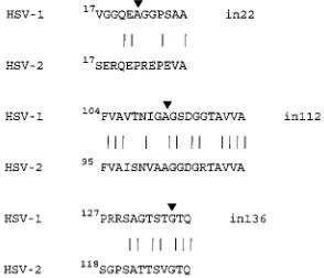 FIG. 6. Amino acid sequence alignments of 1R1 and 2R1 showing locationsof inserts in 1R1 (arrowheads) which inactivate kinase activity.