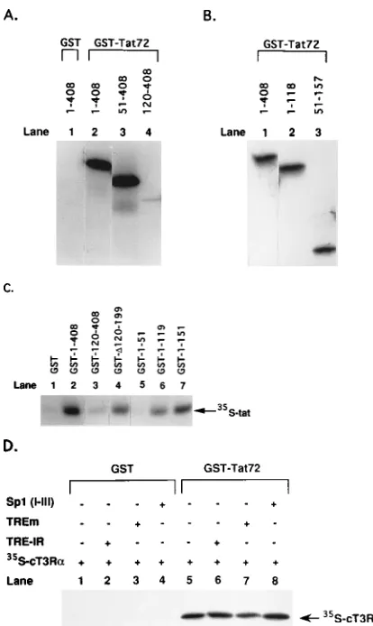 FIG. 8. C domain of cT3R�35 essential for Tat-cT3R� interaction. (A) BindingS-labeled wild-type cT3R(1–408), cT3R(51–408), and cT3R(120–408) to