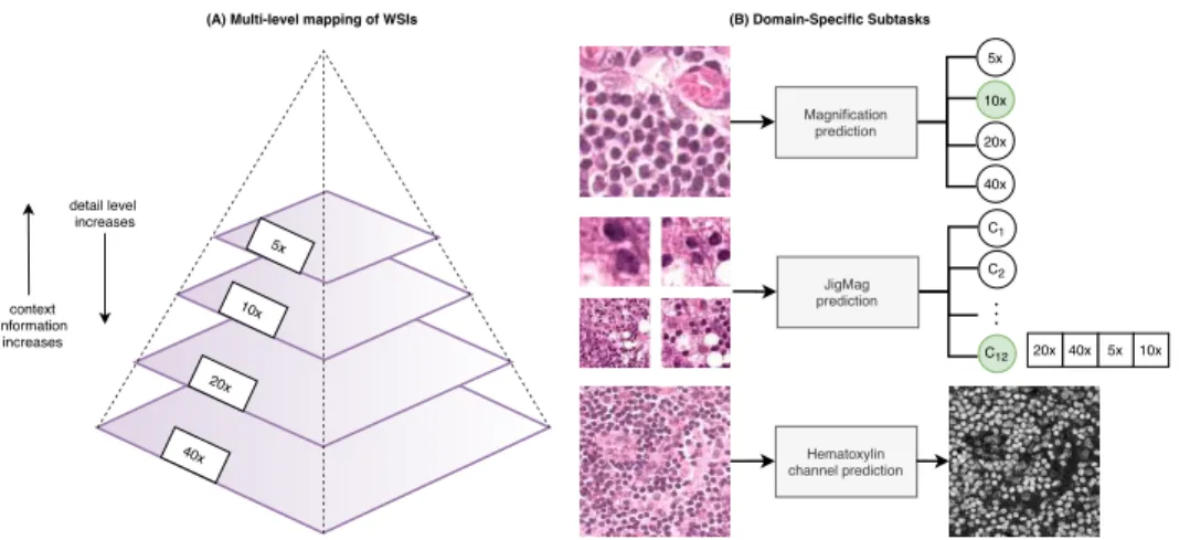 Fig. 2. (A) Whole slide images in pathology slides organized hierarchically - each level trades-off between level of detail and context information (B) Domain specific sub-tasks created for Self-Path.