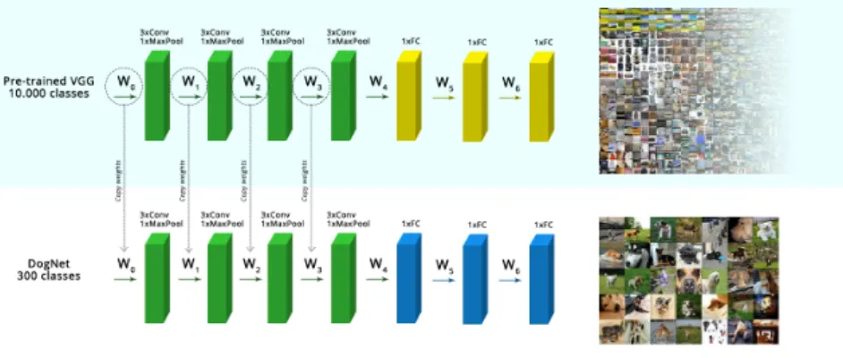 Figure 11: Finetuning of the VGG convolutional layers to classify doog breeds