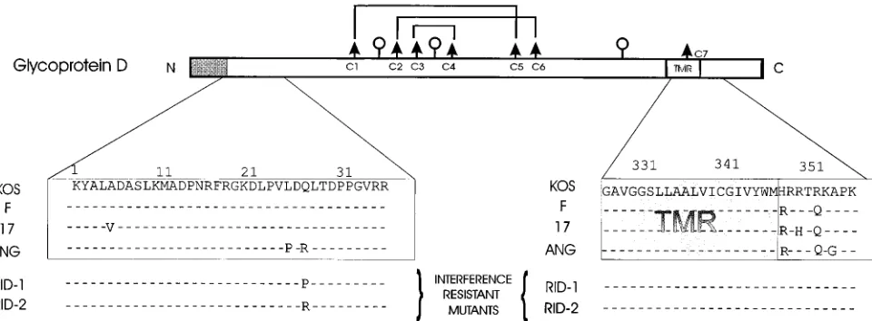 FIG. 4. Diagrammatic representation of the gD-1 polypeptide, with comparisons of the amino acid sequences in selected regions for several HSV-1 strains