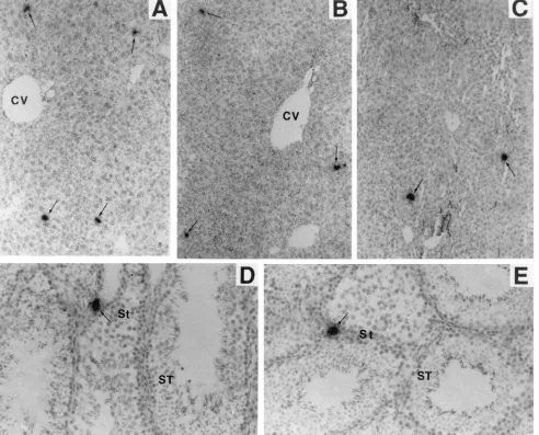 FIG. 2. Persistent LDV infection of liver (A–C) and testis (D and E) cells of FVB mice