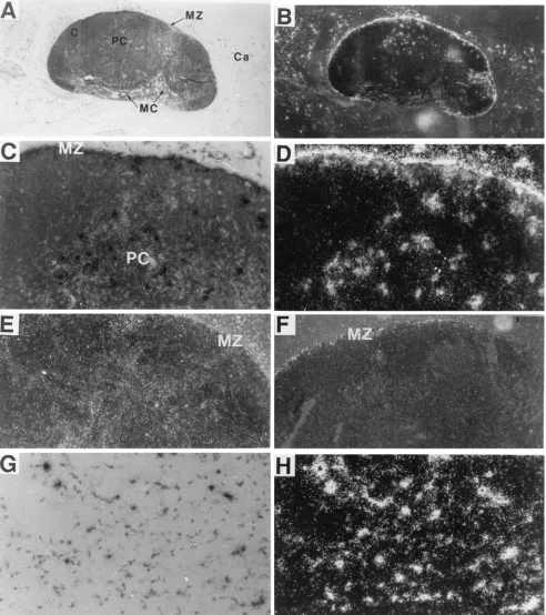 FIG. 3. LDV-infected cells in lymph nodes of 1-day-infected FVB mice. Lymph node sections were hybridized with an LDV-speciﬁc probe as described in the legendto Fig