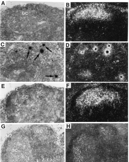 FIG. 4. Lymph nodes from persistently infected FVB mice. The sections were hybridized with an LDV-speciﬁc probe as described in the legend to Fig