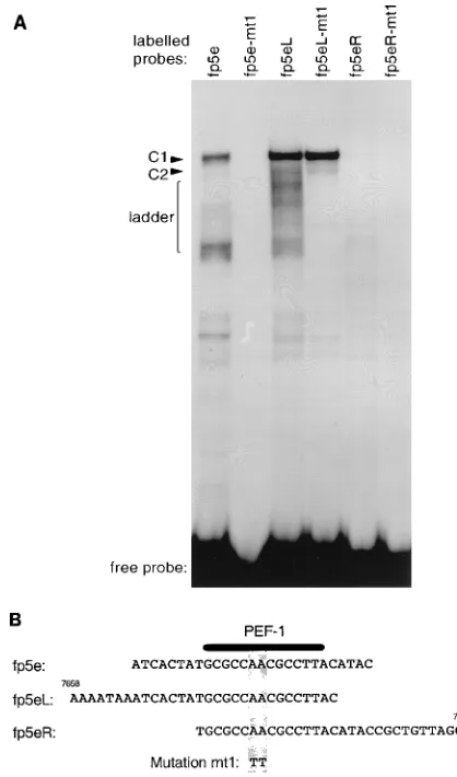 FIG. 1. Comparison of the nuclear factors binding oligonucleotides fp5e,fp5eL, and fp5eR