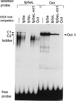 FIG. 3. Direct comparison of the nuclear factors binding oligonucleotidefp5eL and Oct-1 binding the murine IgH enhancer oligonucleotide Oct