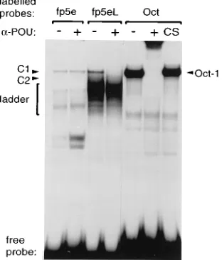 FIG. 4. Mapping of the nuclear factor binding sites along oligonucleotidesfp5e and fp5eL by mutations mt1 to mt6