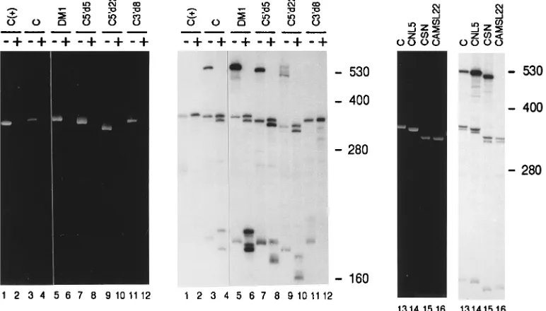 FIG. 1. Denaturing gel analysis of radiolabeled products synthesized by in vitro transcription with RdRp from infected turnip
