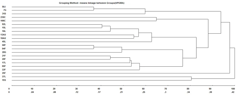 Figure 3. ISSR dendrogram dissimilarity of 22 Desmanthus sp accessions belonging to the germplasm bank of Universidade Federal Rural de Pernambuco, Academic Unit of Serra Talhada, PE.