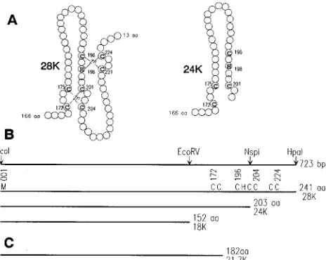 FIG. 8. The structure of p28 and its truncated derivatives. (A) Schematicrepresentation of the structure of the C3HC4 RING ﬁnger domain in EV p28