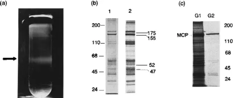 FIG. 3. (a) Photograph of a 5 to 15% Ficoll gradient after centrifugation ofVZV-infected cell cytoplasmic extracts as described in Materials and Methods,