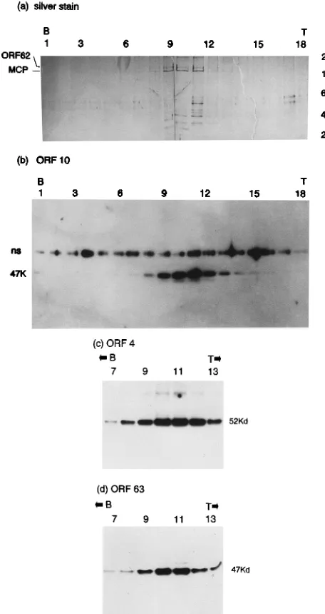 FIG. 5. Polypeptides of sucrose gradient-fractionated puriﬁed virus particles.(a) Silver-stained, SDS-PAGE-separated polypeptides present in fractions of the