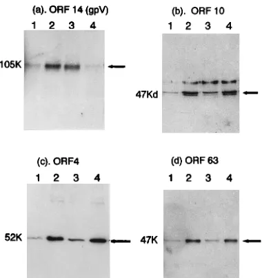 FIG. 6. Immunoreactivities of antibodies to ORF 14 (a), ORF 10 (b), ORF4 (c), and ORF 63 (d) with identical immunoblots of electrophoretically sepa-