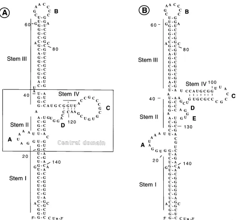 FIG. 1. Secondary structure models of VAI RNA. (A) Structure originally proposed by Furtado et al