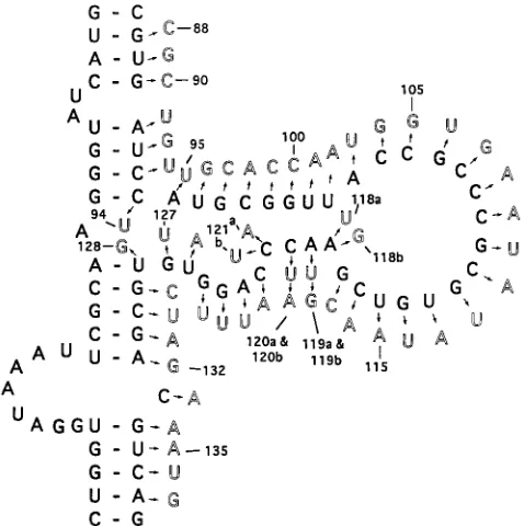 FIG. 2. Single-base substitutions in the central domain of VAI RNA. Theletters shown in the dark format are the WT sequence