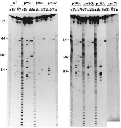 FIG. 4. Single-strand-speciﬁc RNase cleavage analysis of WT and point mutant VAI RNAs