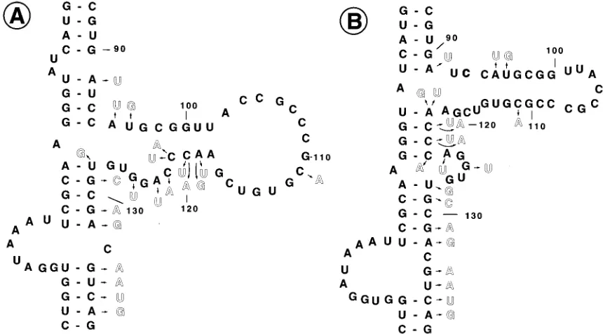 FIG. 5. Locations of mutations in the central domain which result in signiﬁcant loss of PKR-inhibitory activity