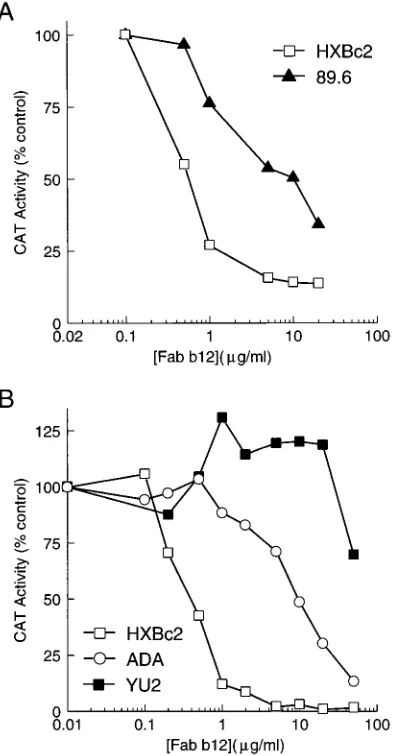 FIG. 4. Neutralization of recombinant viruses by Fab b12. (A) Cell-free vi-ruses with the HXBc2 and 89.6 envelope glycoproteins were incubated with Fab