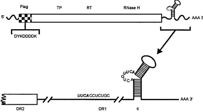 FIG. 1. Structure of FPL-pol transcript from the baculovirus construct. The HBV pol open reading frame is represented in the top diagram as a rectangular box.At the amino terminus, the hatched section represents the FLAG epitope with its amino acid sequenc