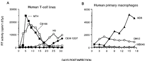 TABLE 1. Susceptibility of PBMC from different chimpanzeedonors to primary HIV-1 isolatesa