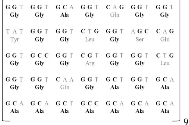 Figure 1. The codon sequence of the repeat sequence from MaSp1 partial gene. Below each codon is the respective amino acid consensus; GC nucleotide content and the poly Alanine-Glycine motifs are displayed in bold letters.