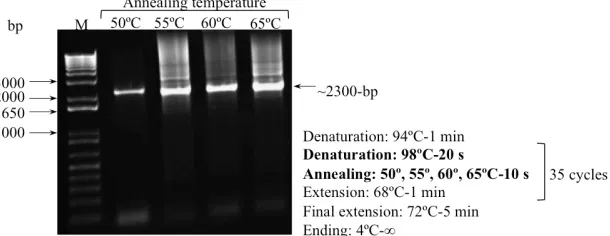 Figure 5. Gel electrophoresis was performed for PCR product from the plasmid [MaSp1]8_pMK-RQ obtained by using different denaturation temperatures of 94°, 96°, 98° and 100°C in PCR; details on the right side of the image