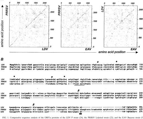 FIG. 1. Comparative sequence analysis of the ORF1a proteins of the LDV P strain (24), the PRRSV Lelystad strain (22), and the EAV Bucyrus strain (5)(EMBL-GenBank database accession numbers U15146, M96262, and X53549, respectively)
